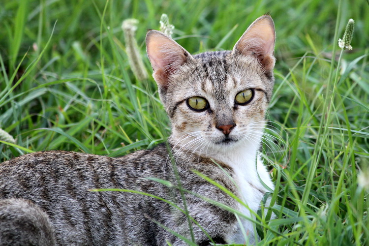 نام: cat.jpg نمایش: 525 اندازه: 211.9 کیلو بایت