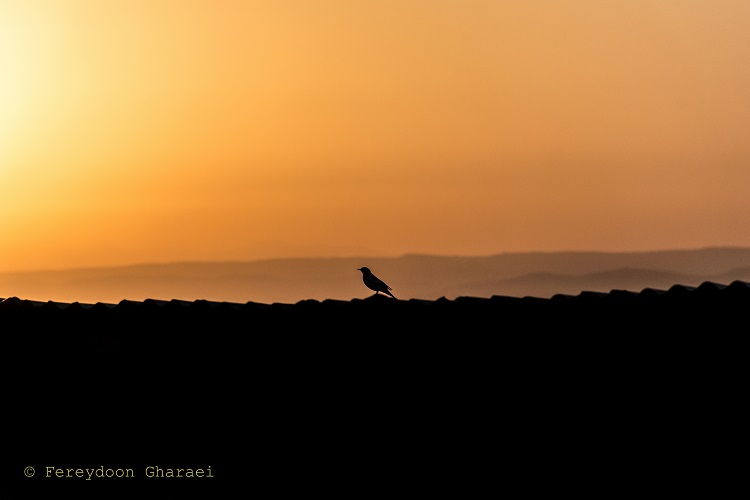 نام: DSC_4687.jpg نمایش: 361 اندازه: 43.5 کیلو بایت