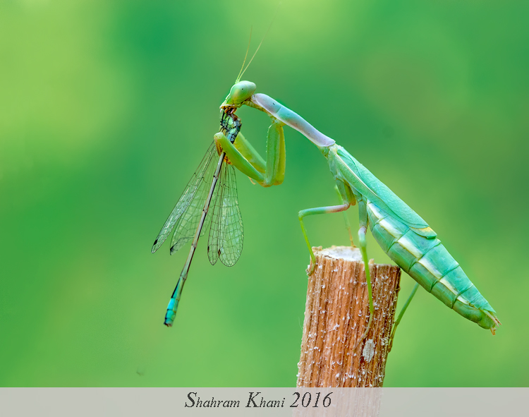 نام: DSC_69347500.jpg نمایش: 503 اندازه: 213.6 کیلو بایت
