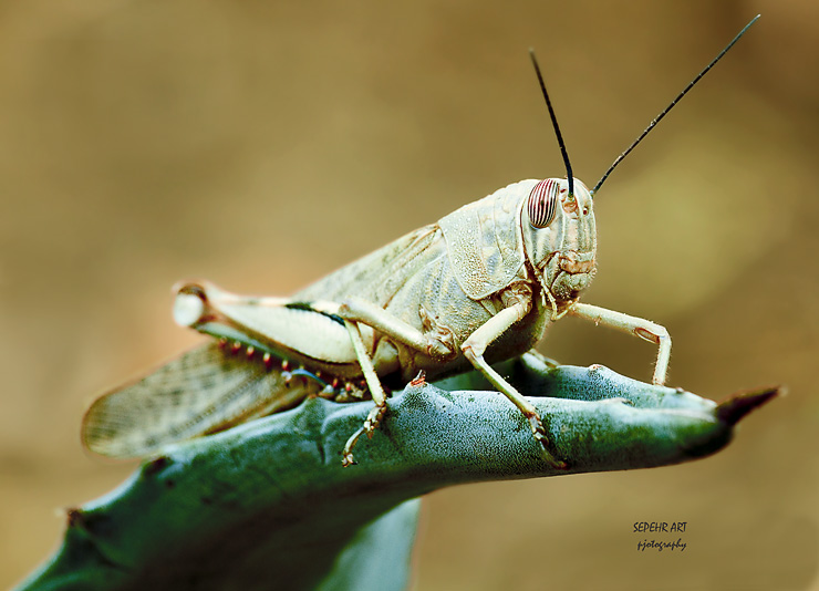 نام: IMG_8012 copy.jpg نمایش: 515 اندازه: 130.7 کیلو بایت