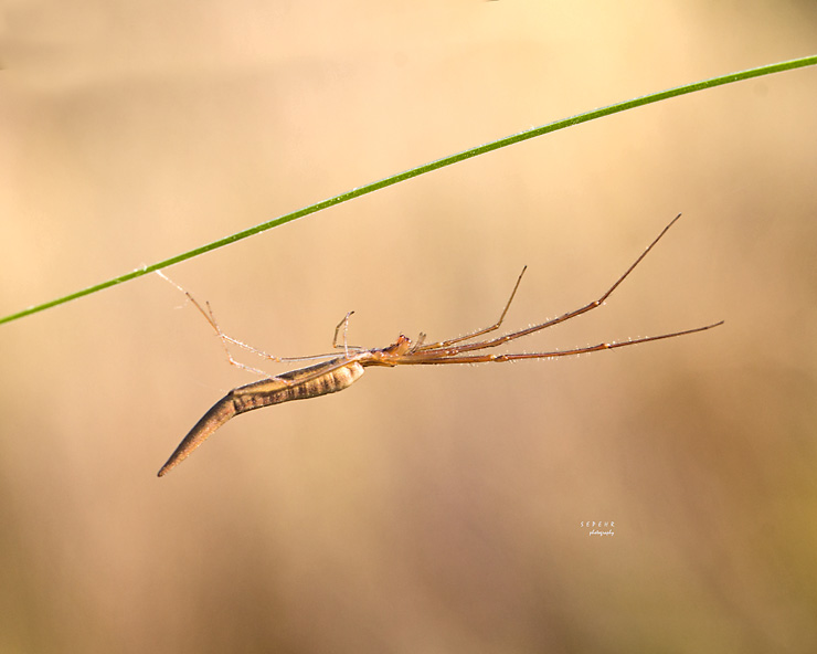 نام: IMG_1629 copy.jpg نمایش: 498 اندازه: 92.1 کیلو بایت
