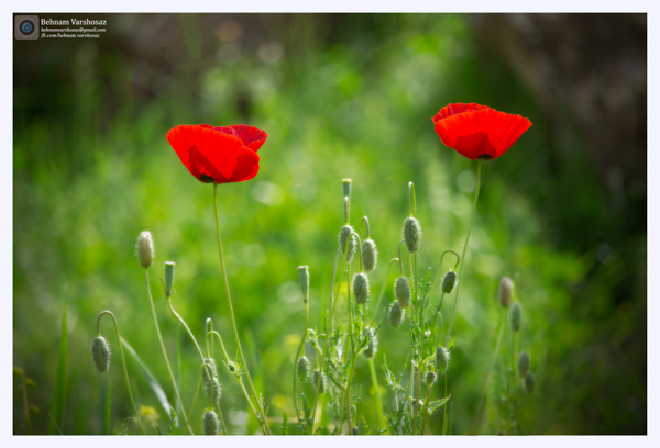 نام: IMG_6380-Edit.jpg نمایش: 342 اندازه: 203.4 کیلو بایت