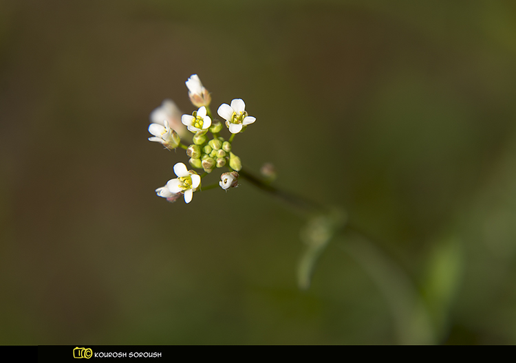 نام: _DSC2757-1re.jpg نمایش: 409 اندازه: 129.6 کیلو بایت