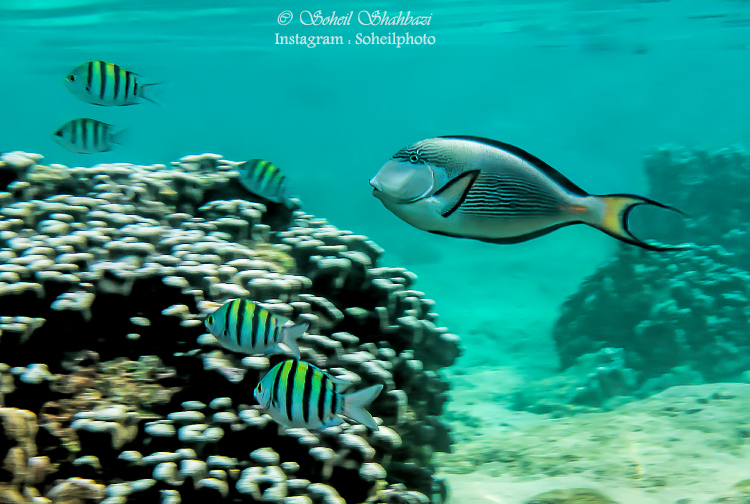 نام: Untitled-1.jpg نمایش: 287 اندازه: 265.0 کیلو بایت