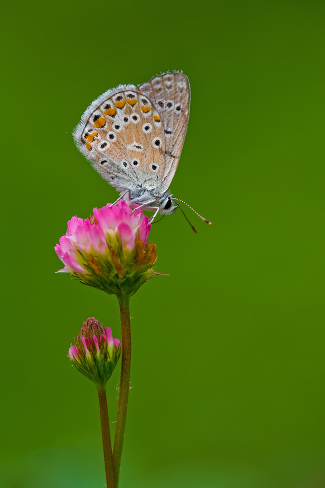 نام: DSC_6457sdg.jpg نمایش: 630 اندازه: 265.3 کیلو بایت