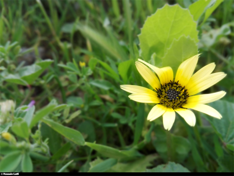 نام: Flower by Hossein Lotfi.jpg نمایش: 587 اندازه: 108.5 کیلو بایت