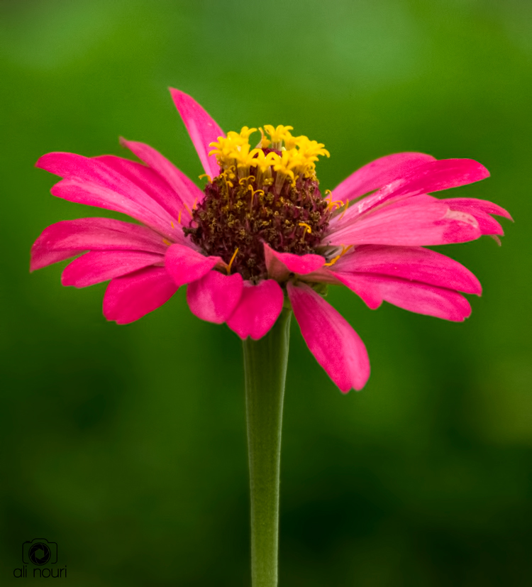 نام: DSC_3955000.jpg نمایش: 621 اندازه: 287.6 کیلو بایت