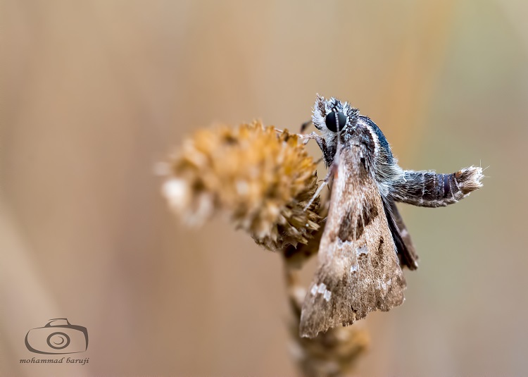 نام: DSC_3035-R.jpg نمایش: 517 اندازه: 85.1 کیلو بایت