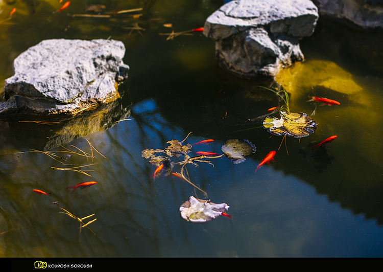 نام: _DSC4659-1re.jpg نمایش: 672 اندازه: 220.0 کیلو بایت