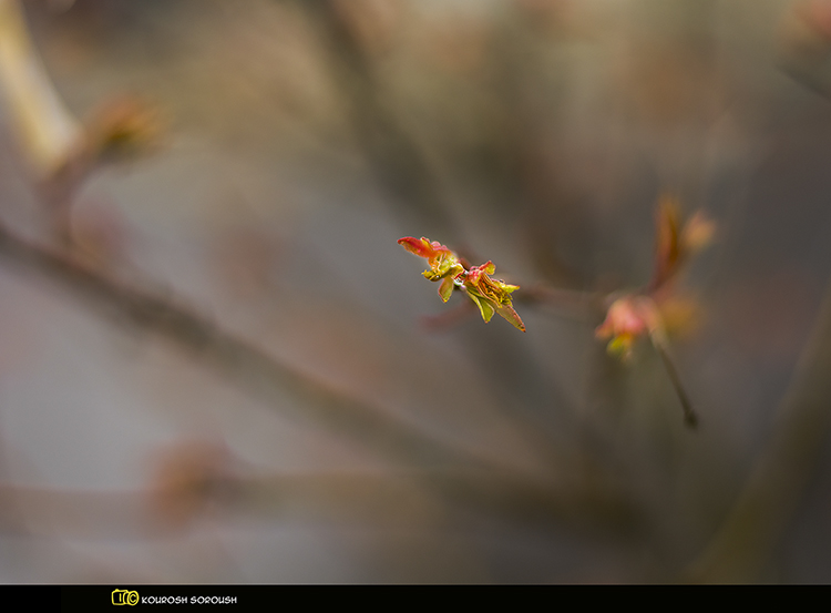 نام: _DSC5434-1re.jpg نمایش: 357 اندازه: 155.4 کیلو بایت