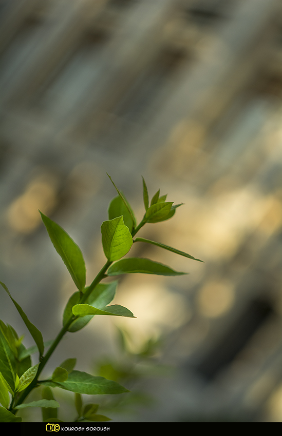 نام: _DSC6386-1re.jpg نمایش: 556 اندازه: 205.7 کیلو بایت