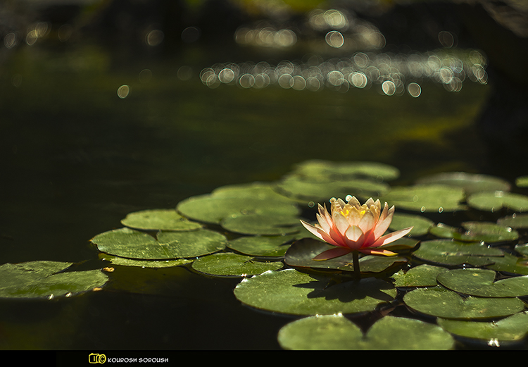 نام: _DSC6767-1re.jpg نمایش: 485 اندازه: 270.5 کیلو بایت