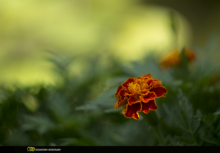 نام: _dsc6848-1re.jpg نمایش: 565 اندازه: 175.7 کیلو بایت