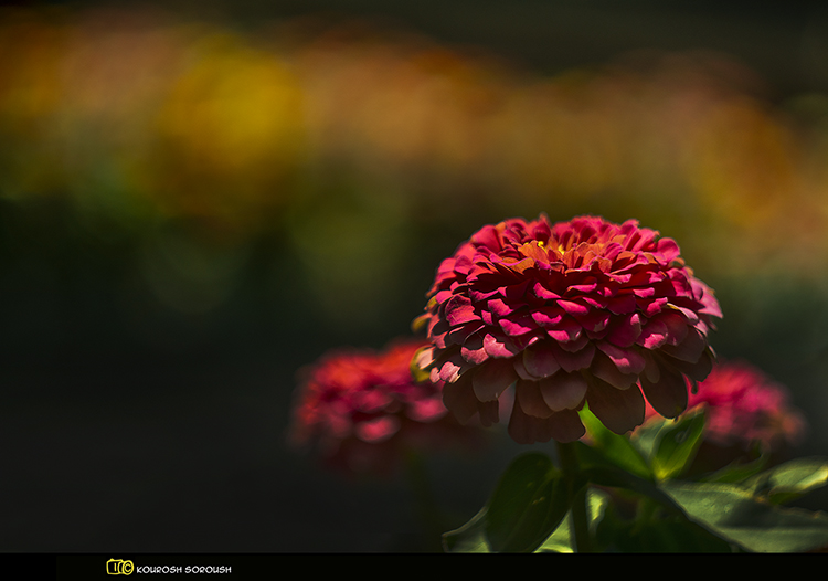 نام: _DSC6776-1re.jpg نمایش: 665 اندازه: 210.4 کیلو بایت
