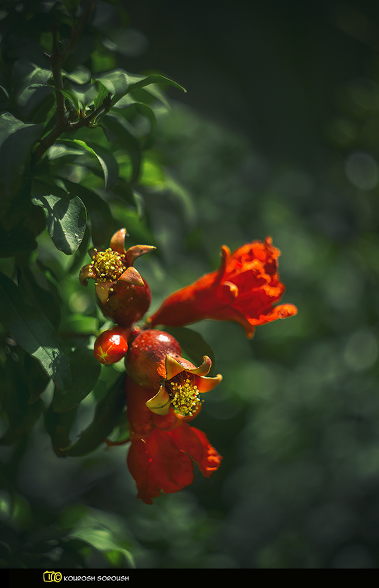 نام: _DSC6769-1re.jpg نمایش: 517 اندازه: 246.5 کیلو بایت