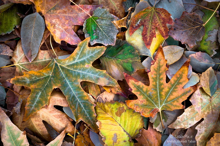 نام: Tabarpix.ir-Autumn.jpg نمایش: 789 اندازه: 268.9 کیلو بایت