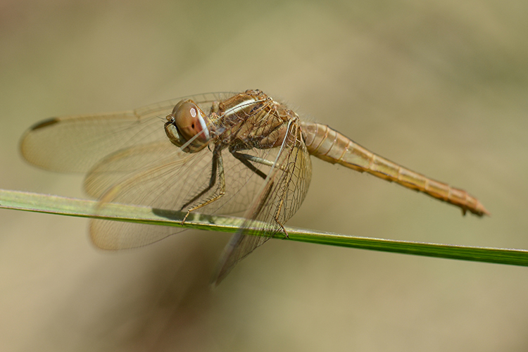 نام: DSC_0039-akkasee.jpg نمایش: 906 اندازه: 235.9 کیلو بایت