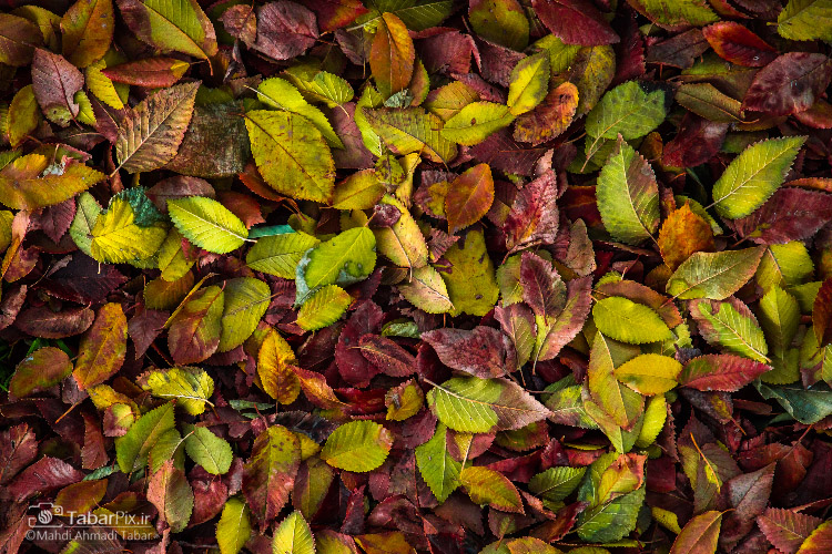 نام: Tabarpix.ir-Fall-Leaves2.jpg نمایش: 876 اندازه: 275.8 کیلو بایت