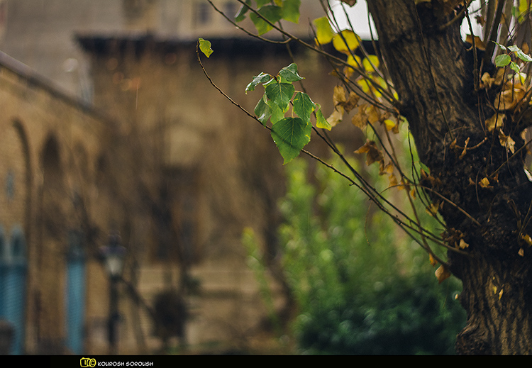 نام: _DSC8497-1re.jpg نمایش: 668 اندازه: 237.0 کیلو بایت