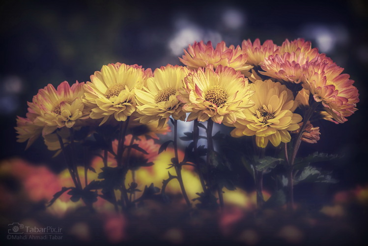 نام: Tabarpix.ir-Nature (44).jpg نمایش: 858 اندازه: 155.6 کیلو بایت