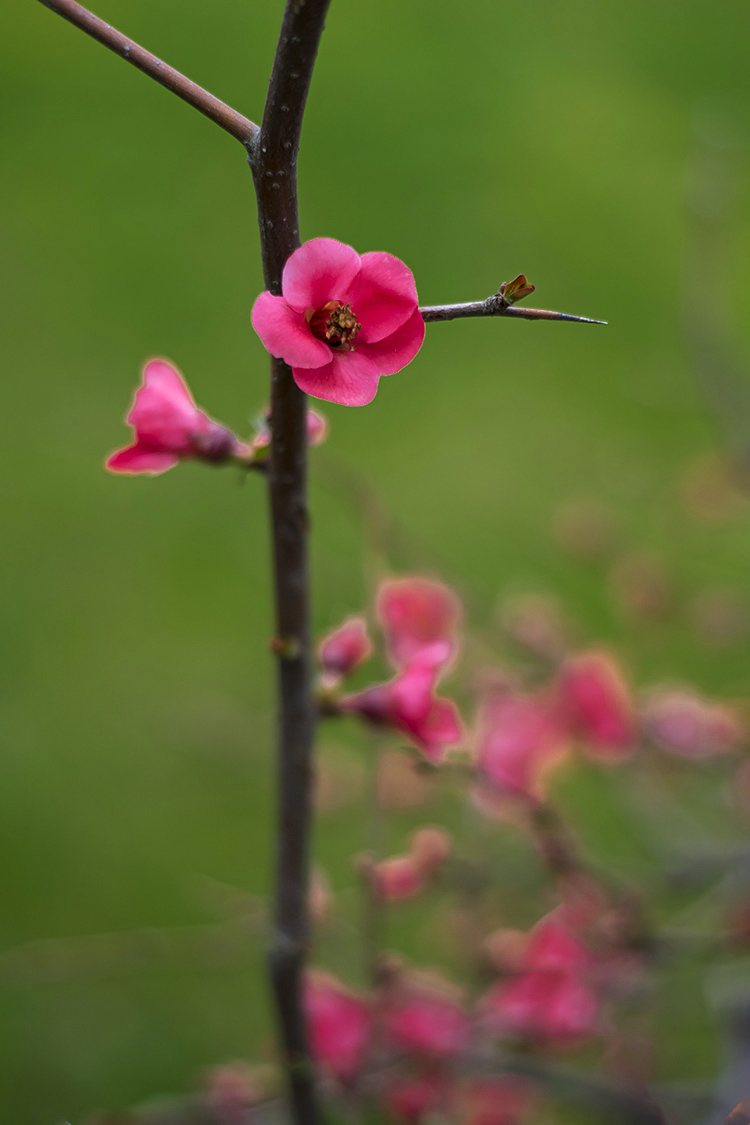 نام: DSC_0184Akkasee.jpg نمایش: 517 اندازه: 226.9 کیلو بایت