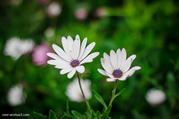 نام: Untitled-1.jpg نمایش: 794 اندازه: 107.6 کیلو بایت