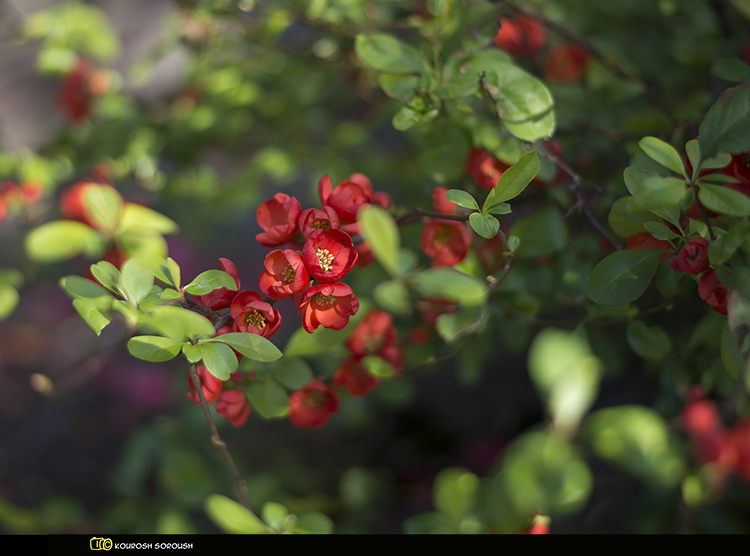 نام: _DSC9119-1re.jpg نمایش: 468 اندازه: 246.2 کیلو بایت