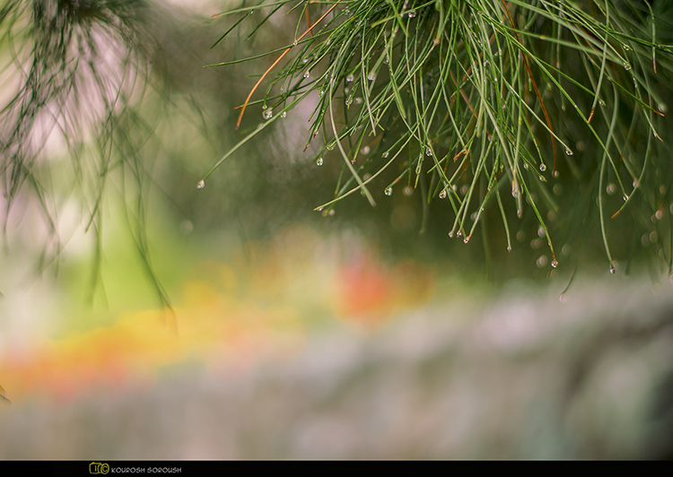 نام: _DSC0454-3re.jpg نمایش: 666 اندازه: 223.1 کیلو بایت