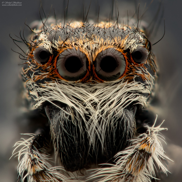 نام: Jumping-Spider 2.jpg نمایش: 1081 اندازه: 306.3 کیلو بایت