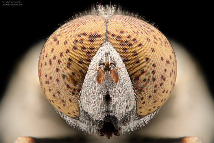 نام: Eristalinus-aeneus.jpg نمایش: 853 اندازه: 271.5 کیلو بایت
