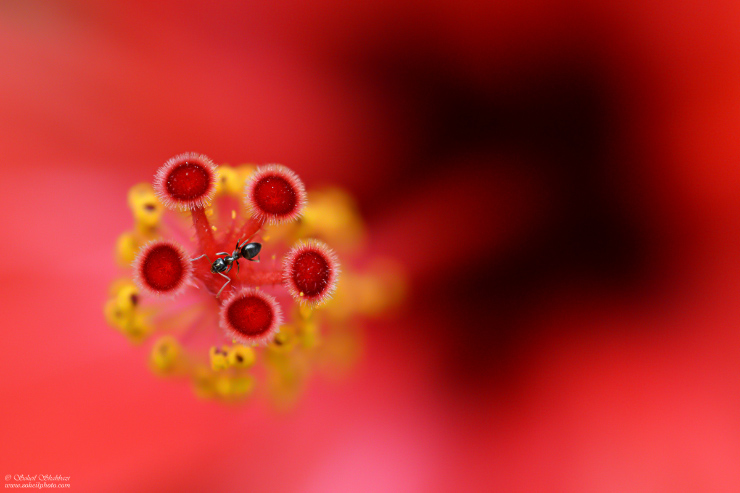 نام: Irix 150 macro test.jpg نمایش: 537 اندازه: 150.0 کیلو بایت