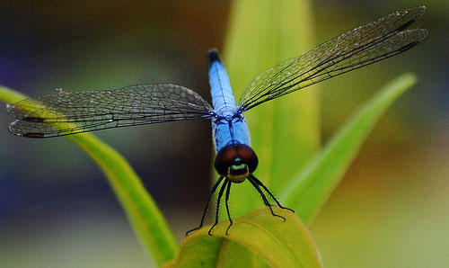 نام: closeup-dragonfly.jpg نمایش: 1255 اندازه: 31.5 کیلو بایت