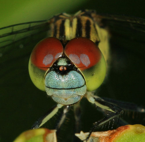 نام: macro-dragonfly-thumb-500x487.jpg نمایش: 614 اندازه: 43.1 کیلو بایت