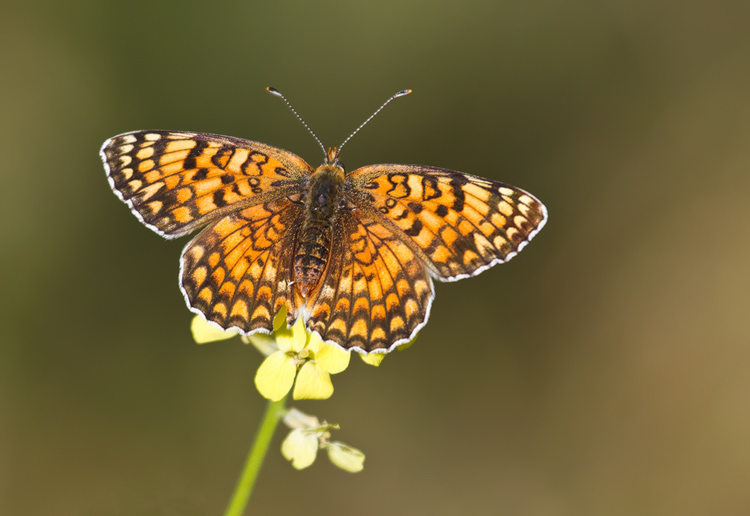 نام: Melitaea athalia.jpg نمایش: 551 اندازه: 137.5 کیلو بایت