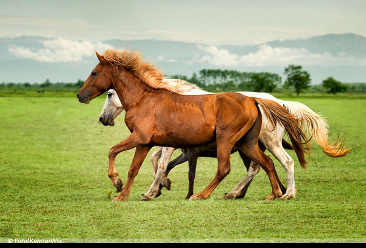 نام: Horses.jpg نمایش: 607 اندازه: 144.5 کیلو بایت