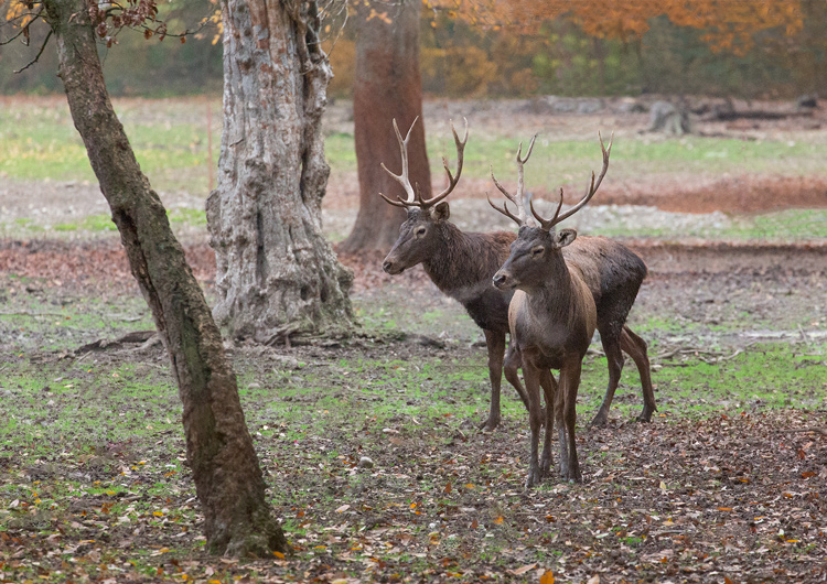 نام: Deer.jpg نمایش: 345 اندازه: 286.0 کیلو بایت