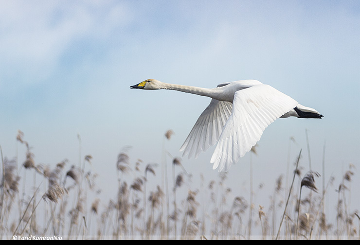 نام: White Swan.jpg نمایش: 2660 اندازه: 105.5 کیلو بایت