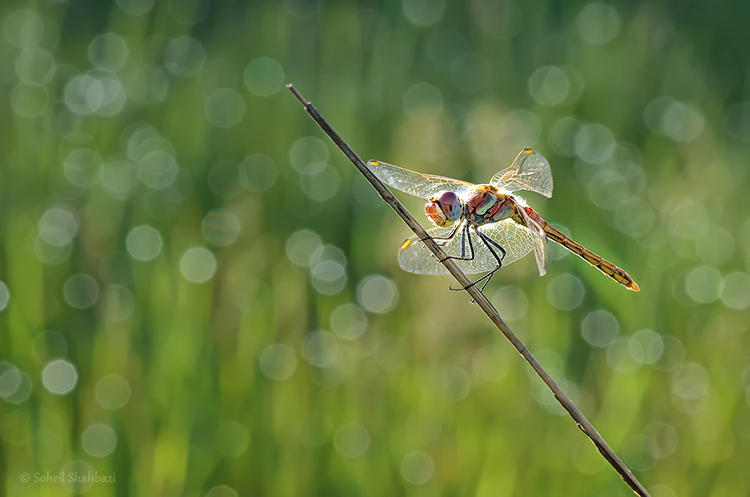 نام: Dragonfly1.jpg نمایش: 535 اندازه: 211.1 کیلو بایت