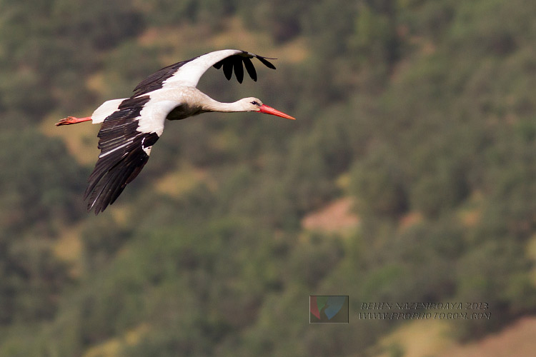 نام: white-stork-3.jpg نمایش: 622 اندازه: 68.4 کیلو بایت