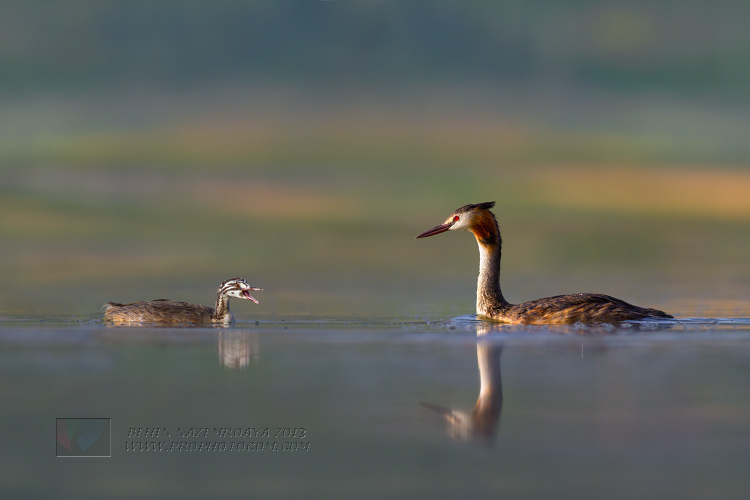 نام: great-grebe.jpg نمایش: 639 اندازه: 71.9 کیلو بایت