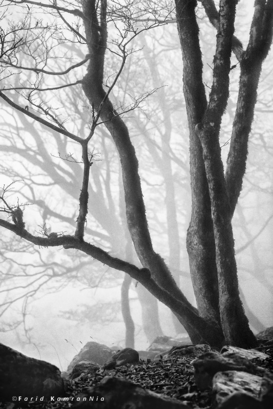 نام: Trees in fog.jpg نمایش: 547 اندازه: 148.4 کیلو بایت