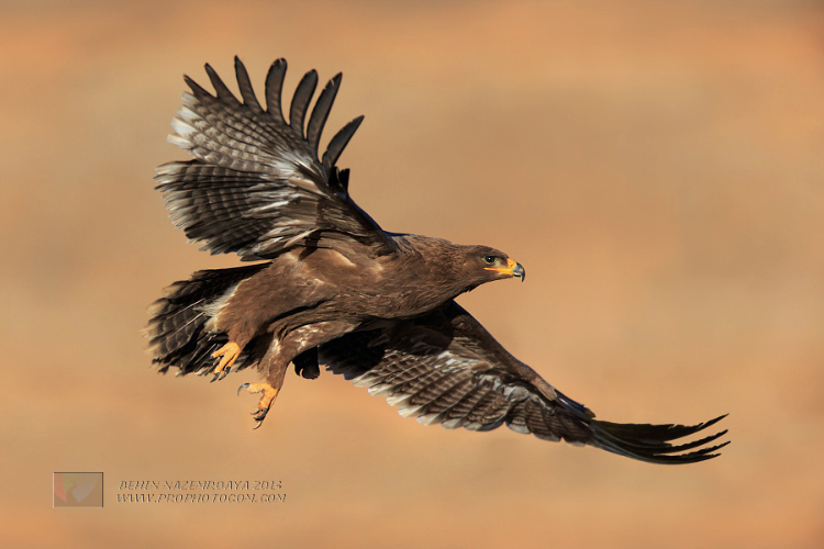 نام: steppe-eagle-14.jpg نمایش: 2488 اندازه: 126.9 کیلو بایت