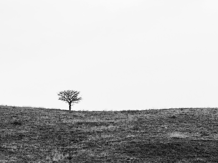 نام: Lonely tree.jpg نمایش: 579 اندازه: 108.8 کیلو بایت