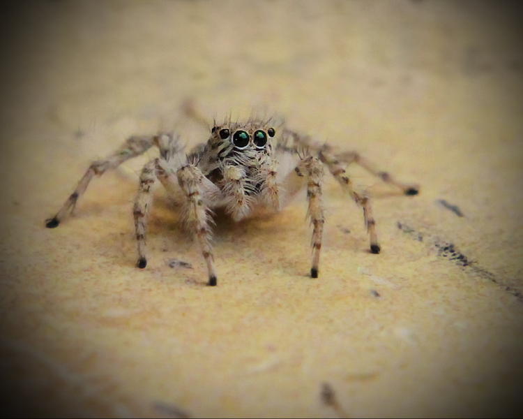 نام: little spider.jpg نمایش: 468 اندازه: 204.9 کیلو بایت